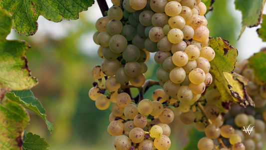 Ripe Chenin grape, Savenniere, France