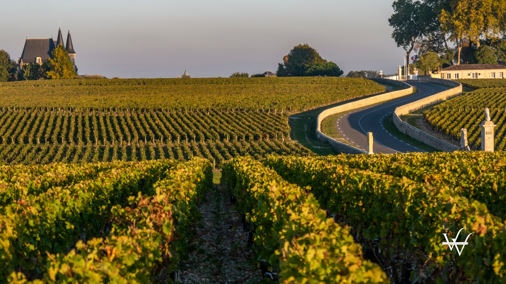 Route des Chateaux, Vineyard in Medoc, amous wine estate of Bordeaux wine, France