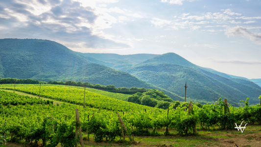 Russia_Krasnodar_Vineyard