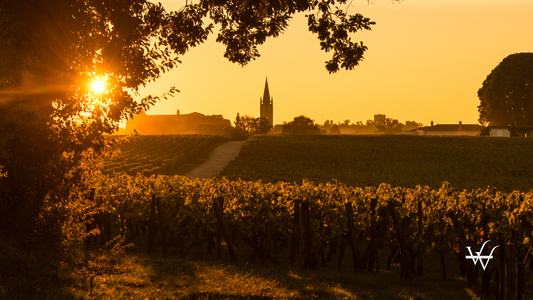 Saint Emilion Vineyard Sunrise, Bordeaux Wine