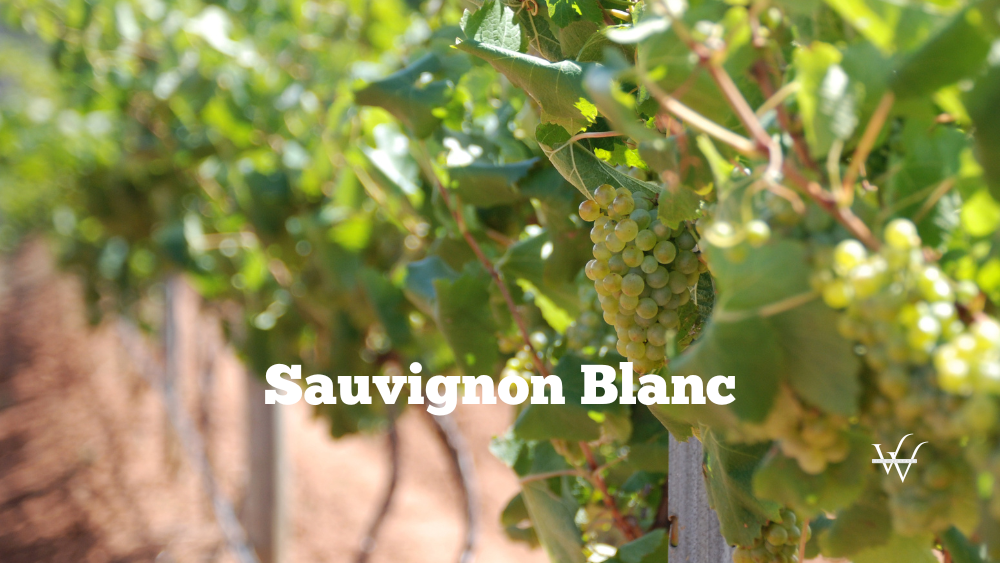 Sauvignon Blanc Grape