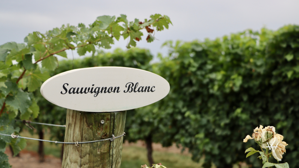 Sauvignon_Blanc_Vineyard
