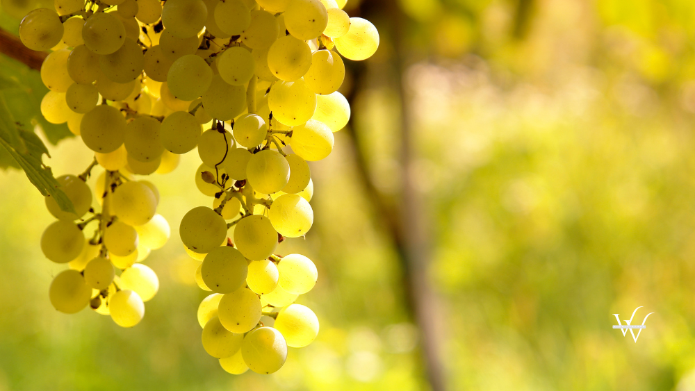 Sauvignon Blanc grapes