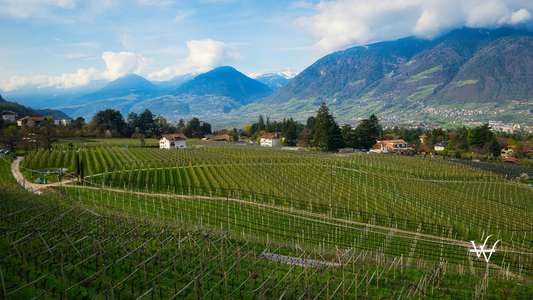Scenic Vineyard View in Schenna, Italy
