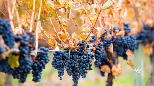 Shiraz Grapes