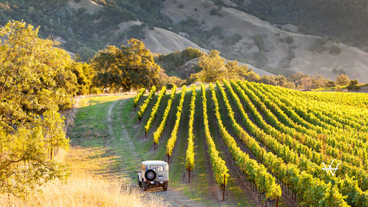 Sonoma County Vineyards