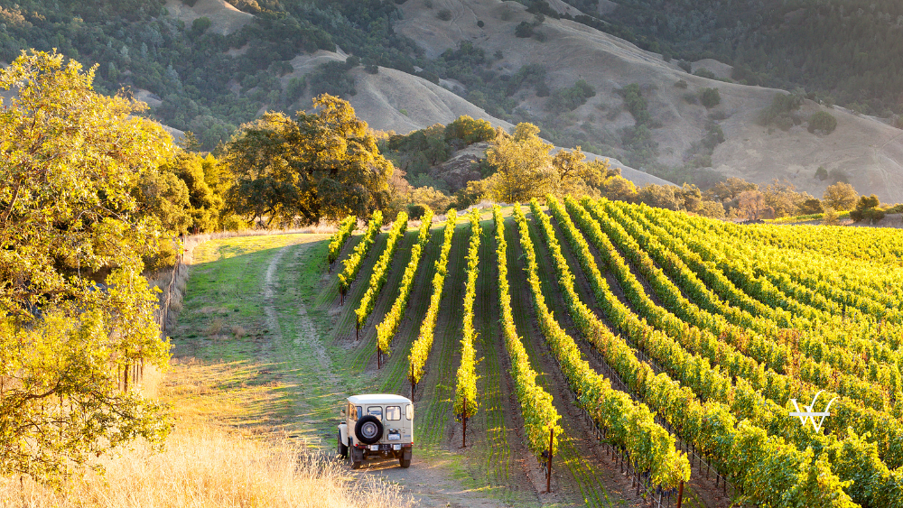 Sonoma_County_Vineyards