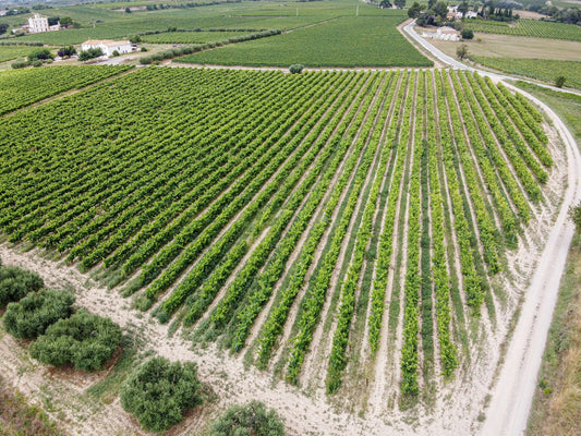 Spain Catalonia Penedes Vineyards