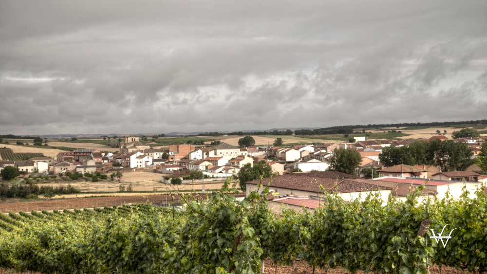 Spain Ribera del Duero Vineyard