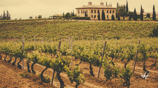 Spain Rioja Vineyard