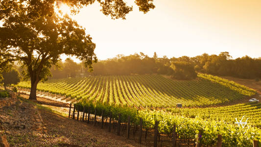 Spring vineyard