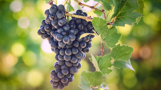 St. Laurent © Austrian Wine  WSNA