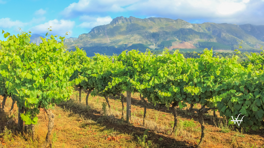 Stellenbosch Vineyards South Africa