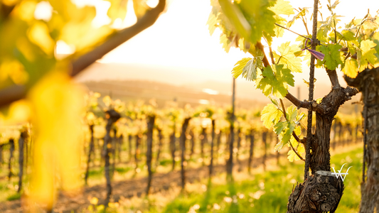 Sunset in the Vineyards - famous Danube Valley (Krems) - Lower Austria