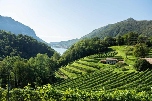 Switzerland best wineries wine tasting tours