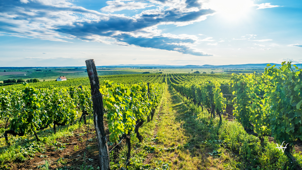 Tokaj wine region in Hungary