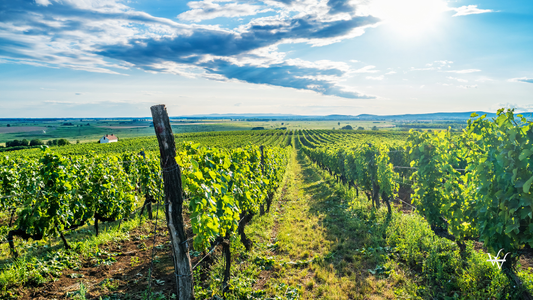 Tokaj wine region in Hungary