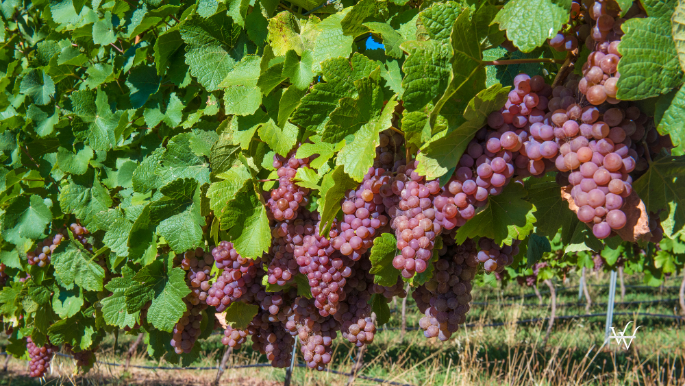 Traminer Grapes