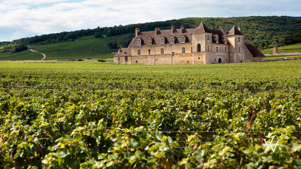 Typical French Vineyard and Chateau