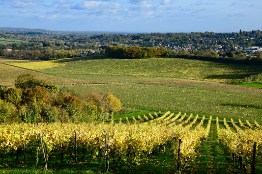 UK Dorking Denbies Vineyard