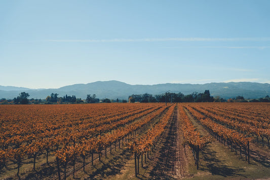 US California Napa vineyards