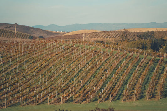 USA California Napa Valley Vineyards