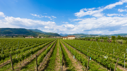 Valpolicella Vineyards, Italy