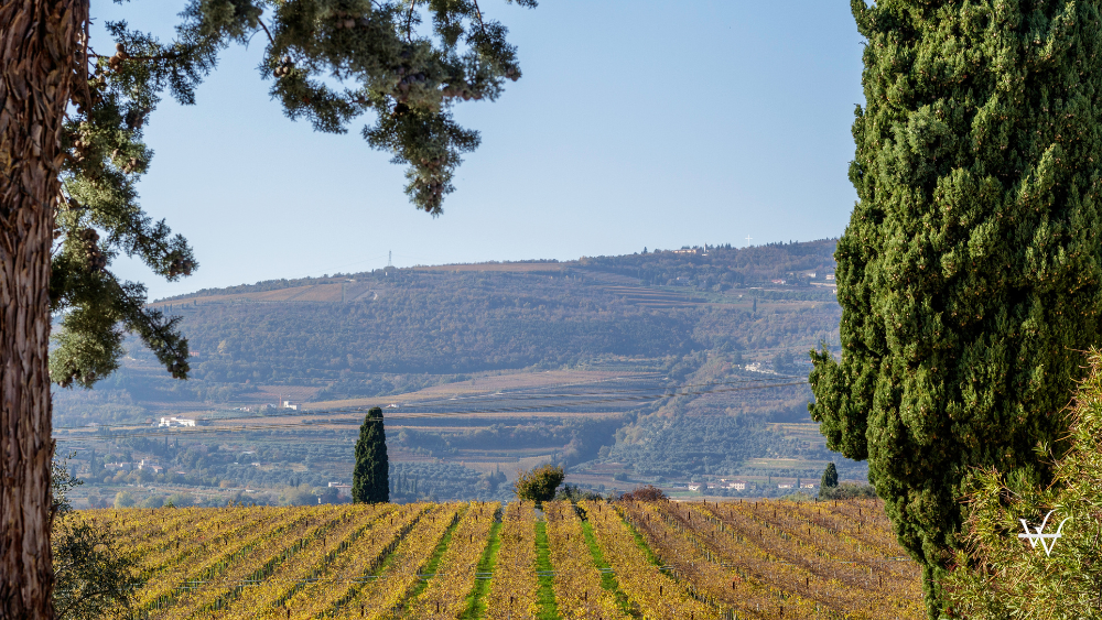 Valpolicella vineyards