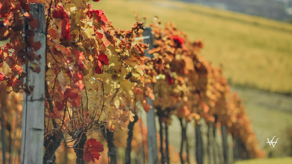 Vibrant Vineyard in Autumn, Tulln, Austria