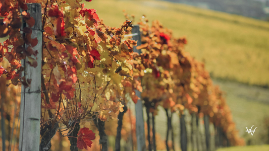 Vibrant Vineyard in Autumn, Tulln, Austria