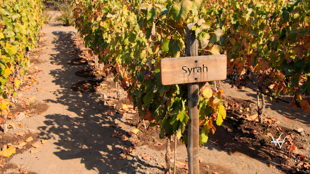Vine - Syrah