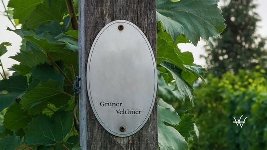 Vine plants and a sign "Grüner Veltliner" on a vineyard