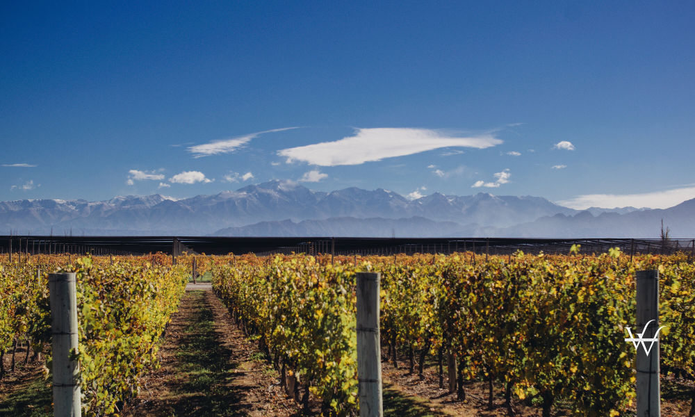 Viñedos de mendoza