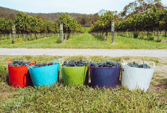 Vineyard Grapes