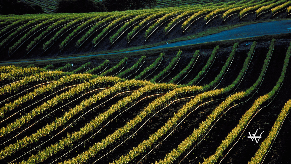 Vineyard (1)
