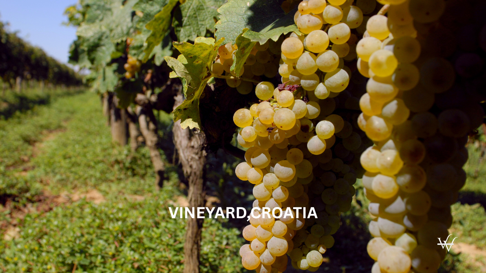 Vineyard, Croatia