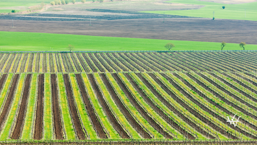 Vineyard Czech Republic