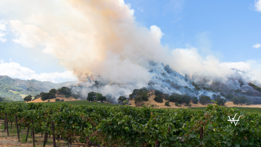 Vineyard Fire