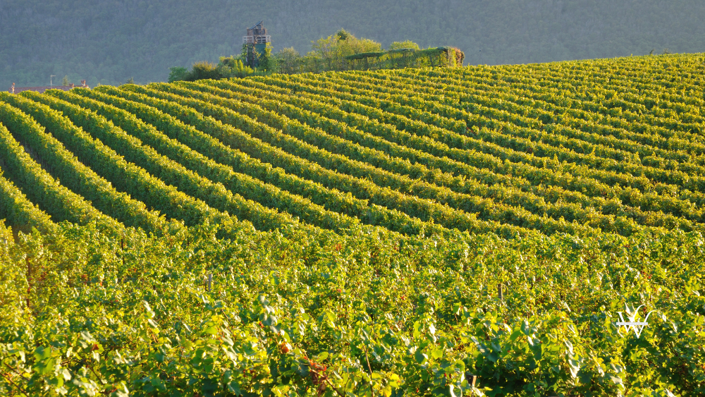 Vineyard In Franciacorta before sunset