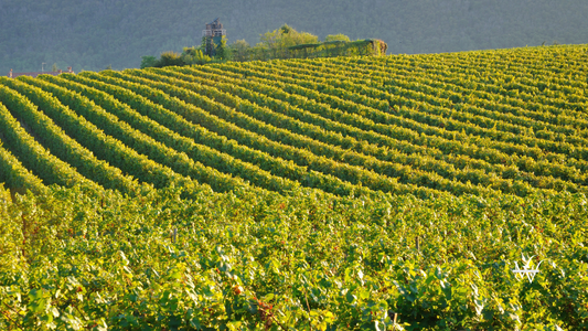 Vineyard In Franciacorta before sunset