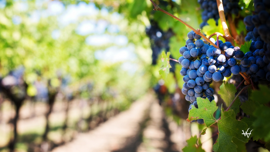 Vineyard Old Vine