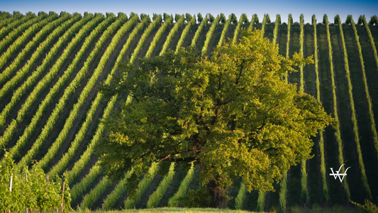 Vineyard Sunrise - Bordeaux Vineyard