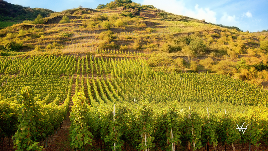Vineyard at Mosel Valley (Germany)