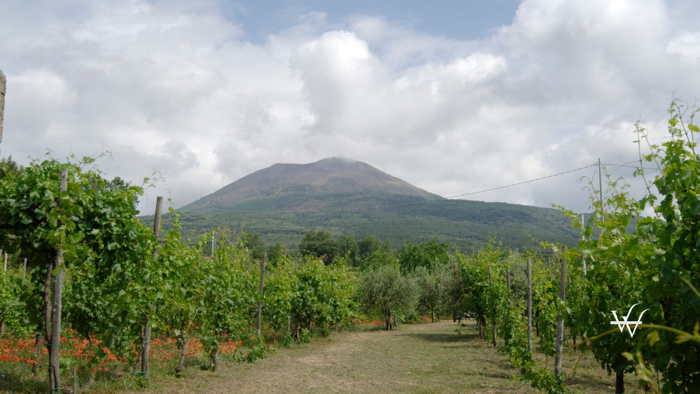 Vineyard below nount Vesuvius