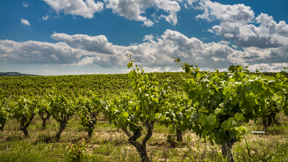 Vineyard field in Penedes Catalonia Spain
