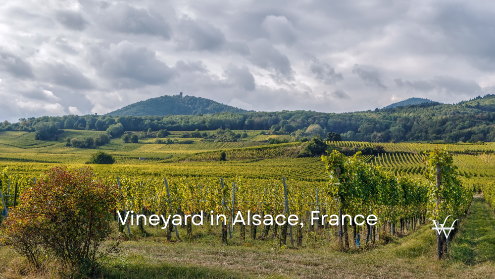 Vineyard in Alsace, France