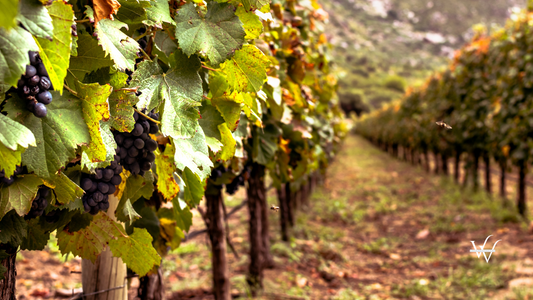Vineyard in Cafayate