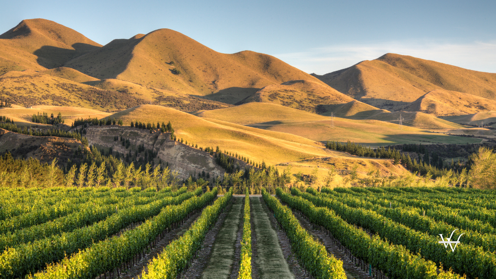 Vineyard in Canterbury, New Zealand