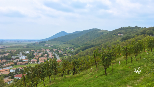 Vineyard in Coccaglio, Franciacorta by Monte Orfano