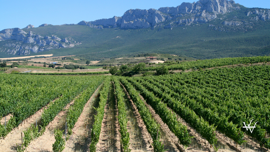 Vineyard in La Rioja